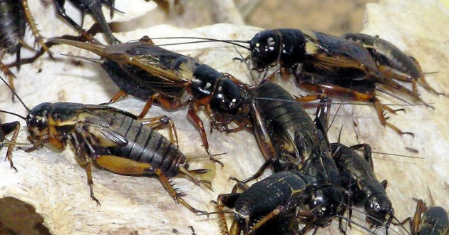 Berbagai Cara Ternak Jangkrik dari Awal Sampai Panen yang Bisa Anda Coba