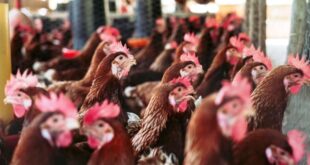 Tips Ternak Ayam Petelur untuk Pemula yang Sukses dan Berkelanjutan