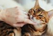 Pentingnya Sosialisasi untuk Kucing Bagaimana Membiasakan Kucing dengan Lingkungan Baru