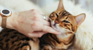 Pentingnya Sosialisasi untuk Kucing Bagaimana Membiasakan Kucing dengan Lingkungan Baru