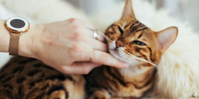 Pentingnya Sosialisasi untuk Kucing Bagaimana Membiasakan Kucing dengan Lingkungan Baru